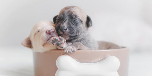 Veterinarian in Apollo Beach, FL